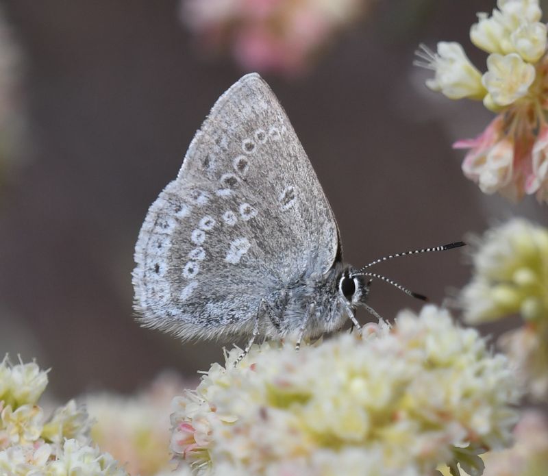 Halfmoon Hairstreak: Satyrium semiluna