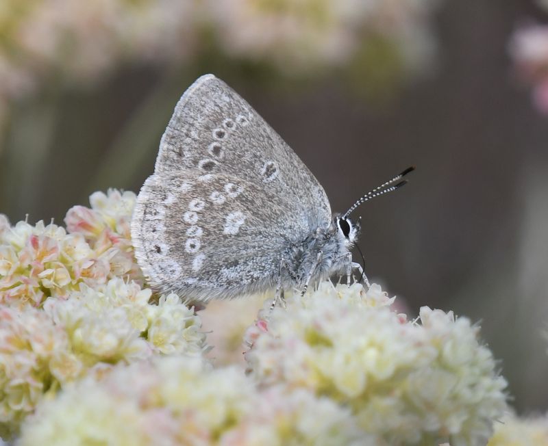 Halfmoon Hairstreak: Satyrium semiluna