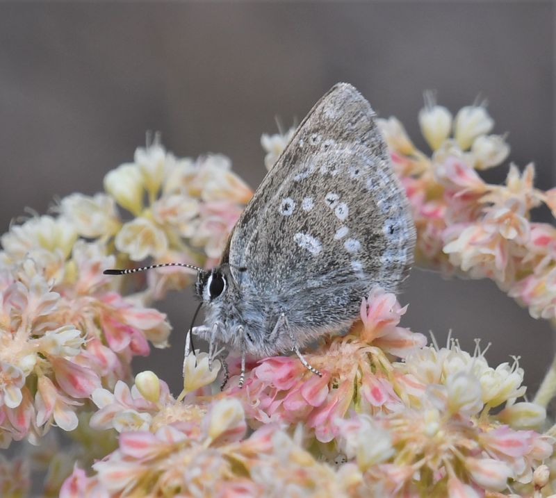 Halfmoon Hairstreak: Satyrium semiluna