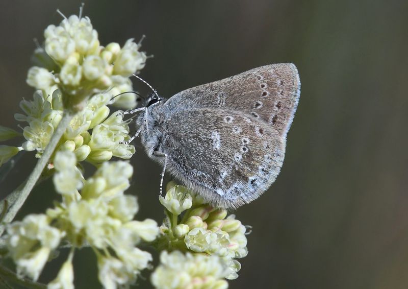 Halfmoon Hairstreak: Satyrium semiluna