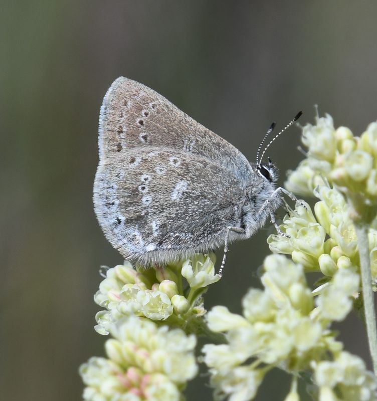 Halfmoon Hairstreak: Satyrium semiluna