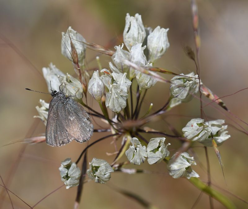 Halfmoon Hairstreak: Satyrium semiluna