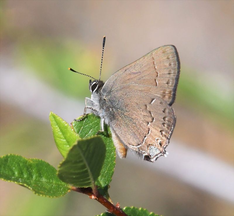 Hedgerow Hairstreak: Satyrium saepium