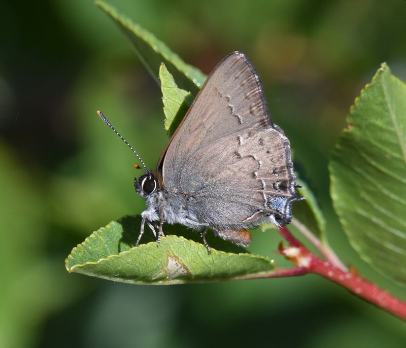 Hedgerow Hairstreak: Satyrium saepium