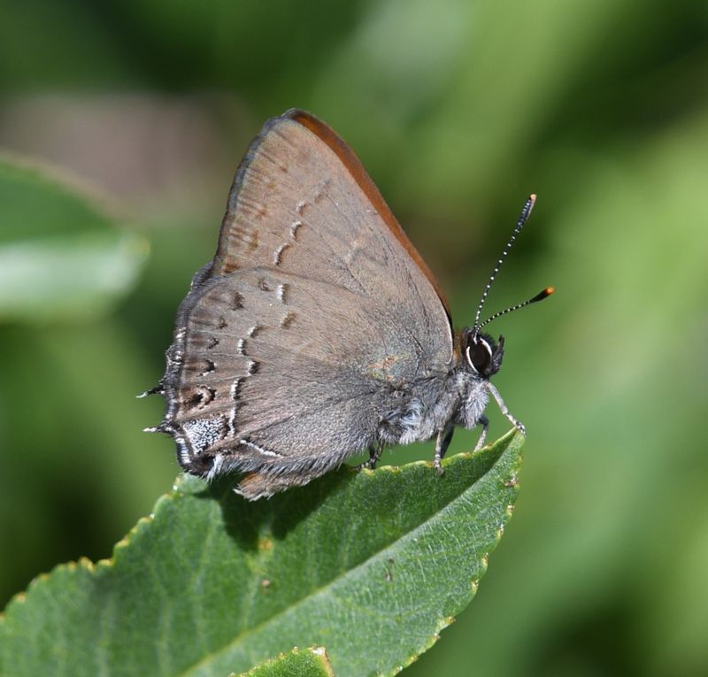 Hedgerow Hairstreak: Satyrium saepium