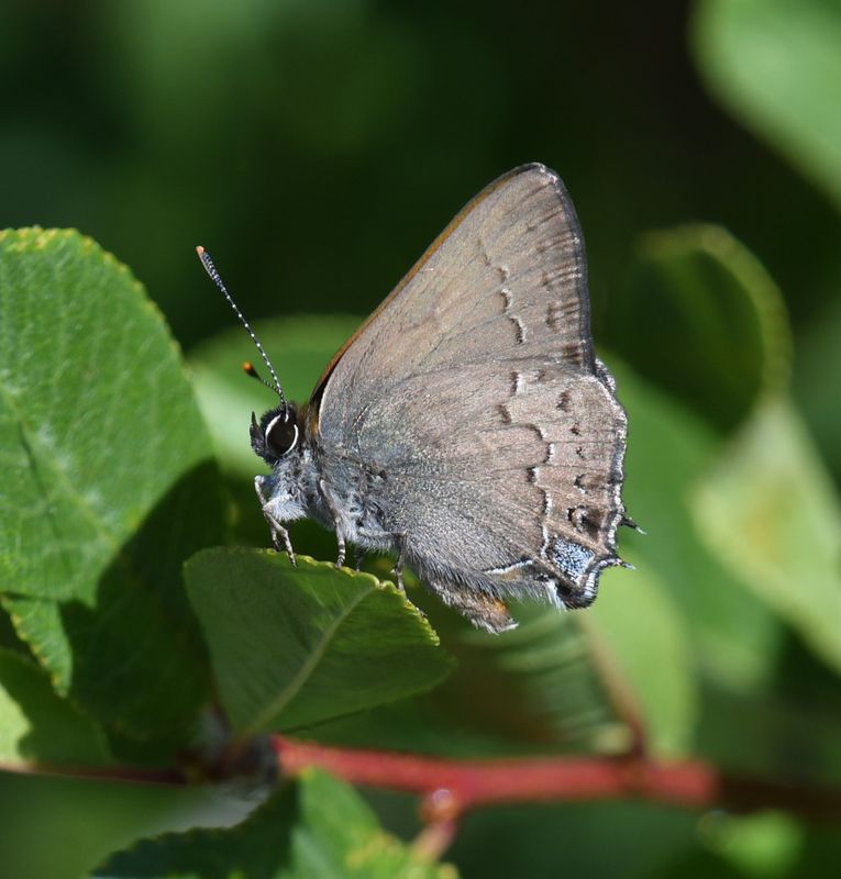 Hedgerow Hairstreak: Satyrium saepium