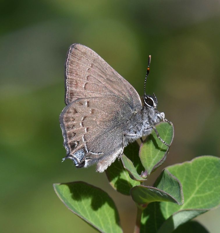 Hedgerow Hairstreak: Satyrium saepium