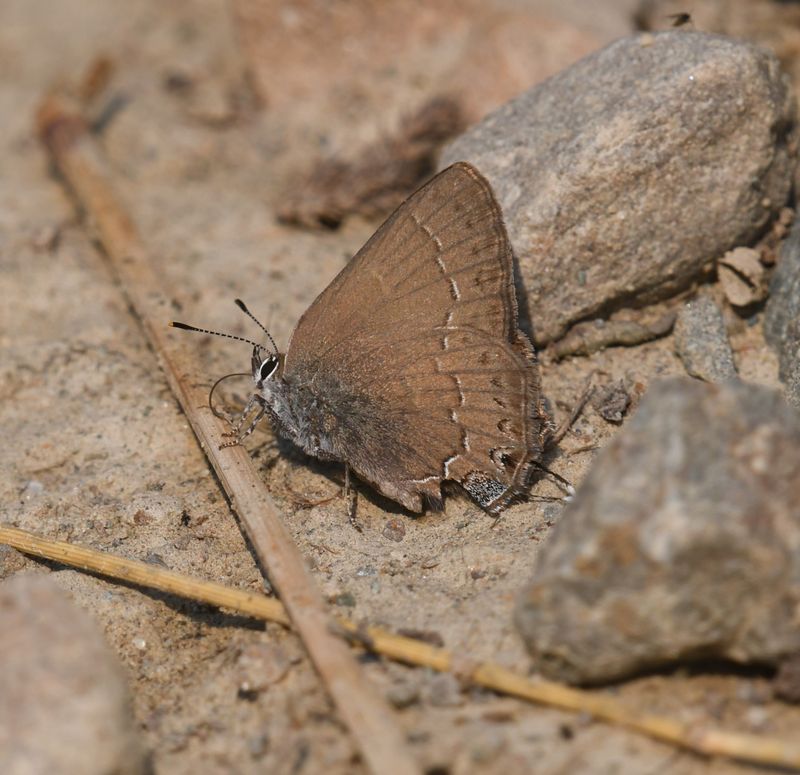 Hedgerow Hairstreak: Satyrium saepium