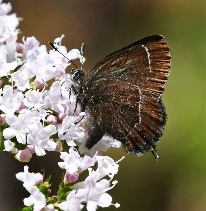 Johnson's Hairstreak: Callophrys johnsoni