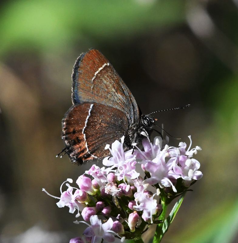 Johnson's Hairstreak: Callophrys johnsoni
