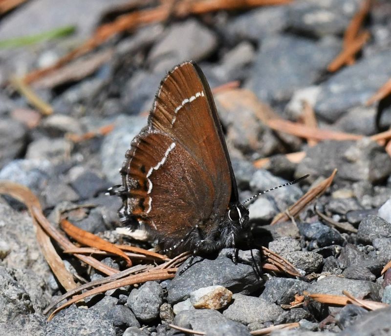 Johnson's Hairstreak: Callophrys johnsoni