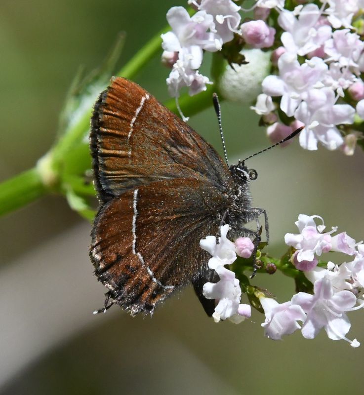 Johnson's Hairstreak: Callophrys johnsoni