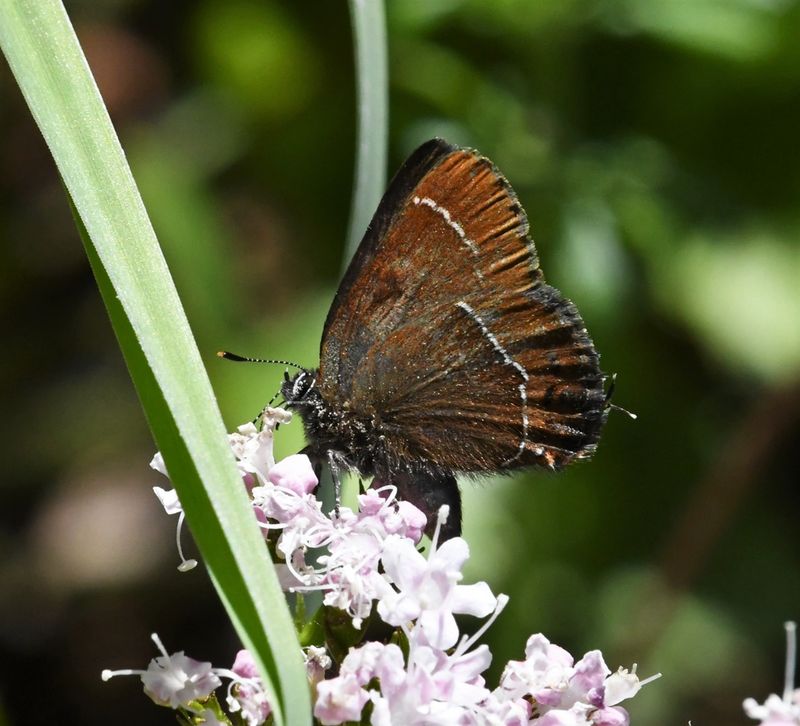 Johnson's Hairstreak: Callophrys johnsoni