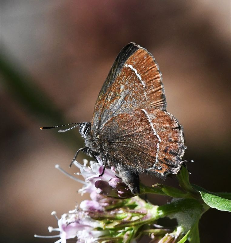 Hairstreak, Johnson's