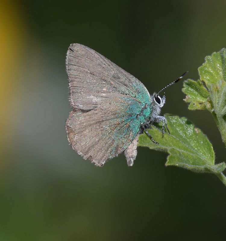 Sheridan's Green Elfin: Callophrys sheridanii
