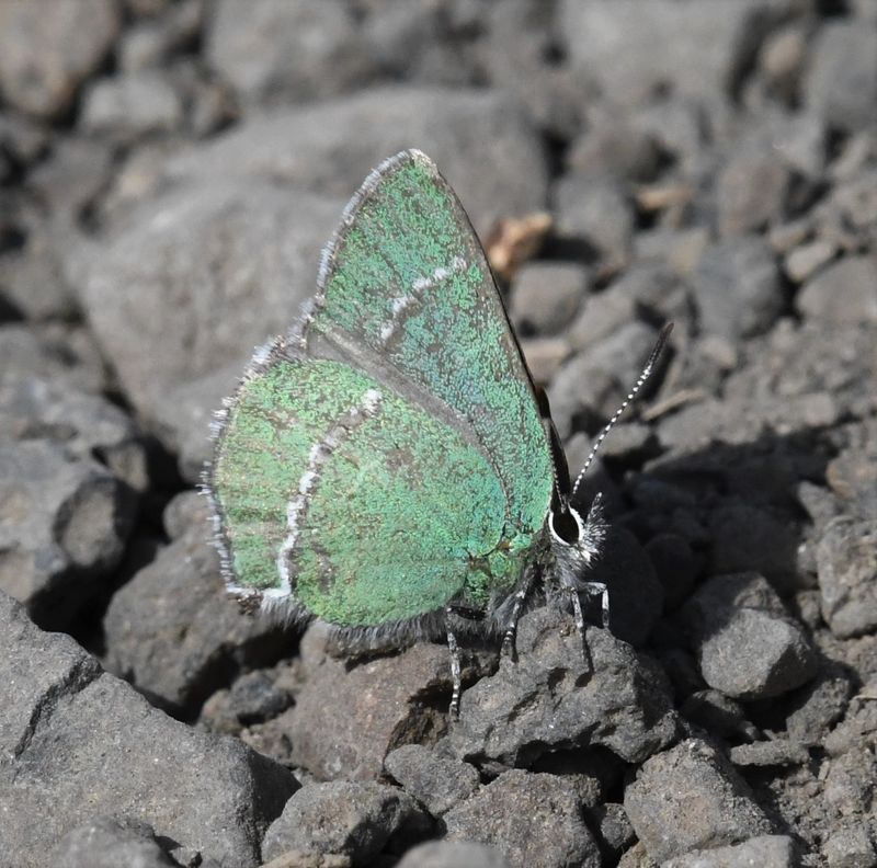 Sheridan's Green Elfin: Callophrys sheridanii