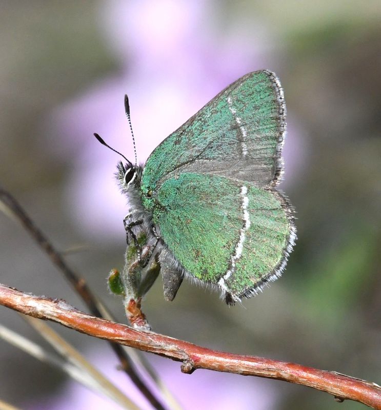 Sheridan's Green Elfin: Callophrys sheridanii