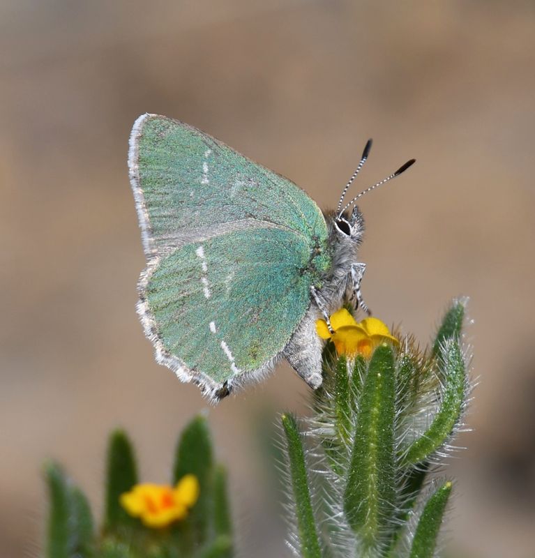 Sheridan's Green Elfin: Callophrys sheridanii