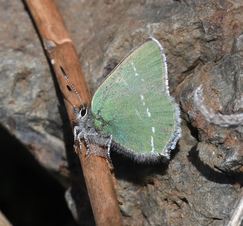 Sheridan's Green Elfin: Callophrys sheridanii