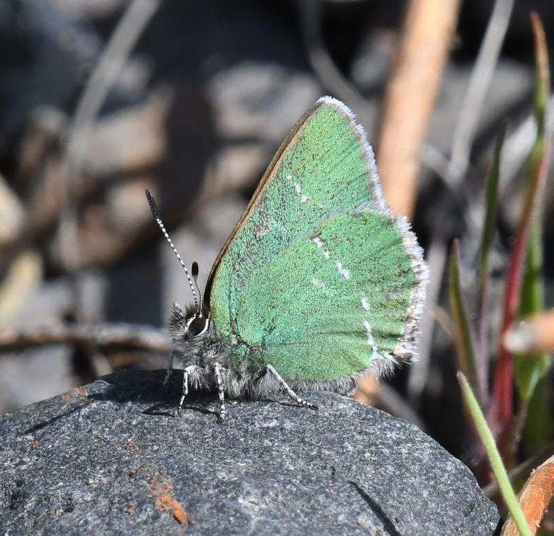Sheridan's Green Elfin: Callophrys sheridanii
