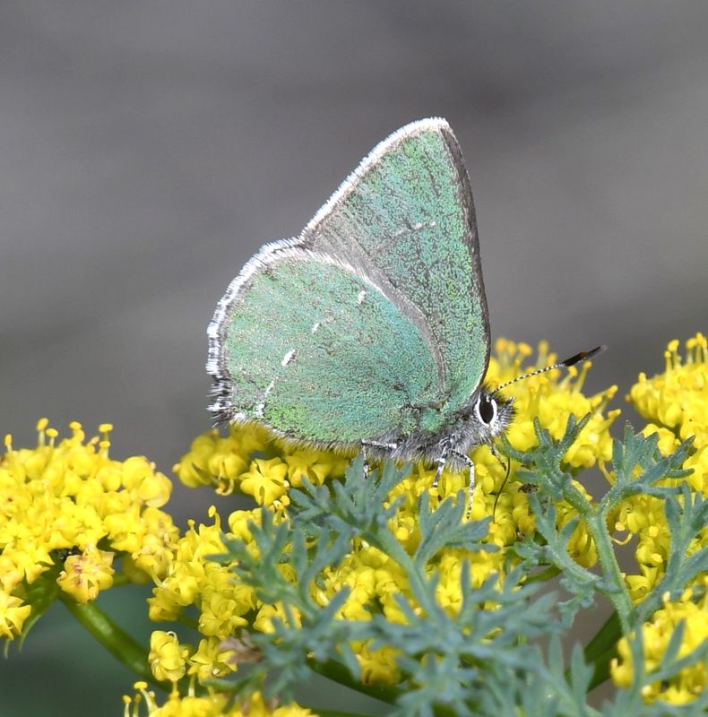 Sheridan's Green Elfin: Callophrys sheridanii