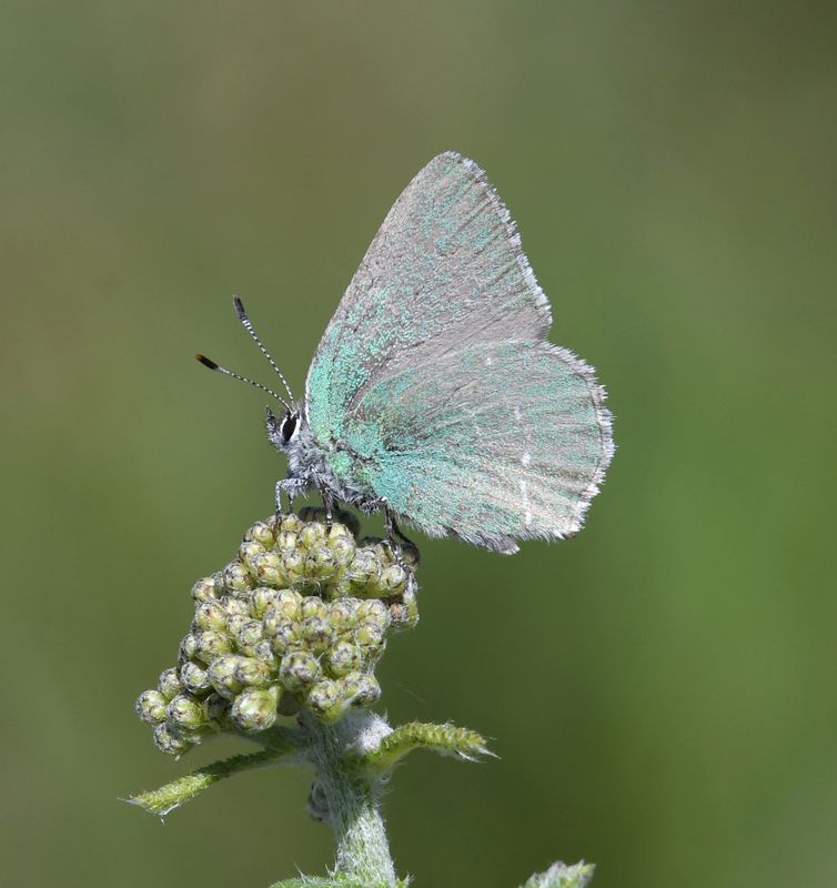 Sheridan's Green Elfin: Callophrys sheridanii