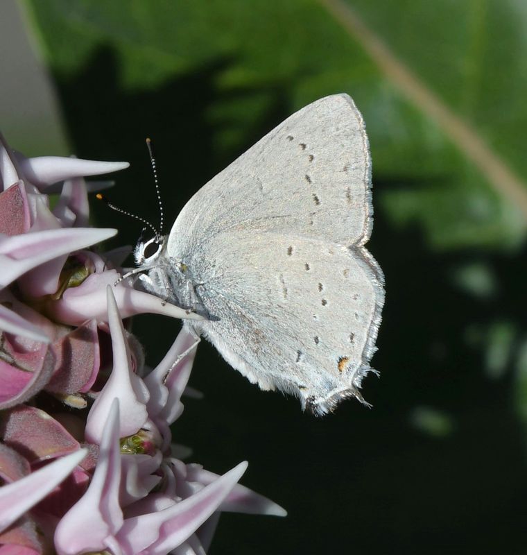 Sylvan Hairstreak: Satyrium sylvinus