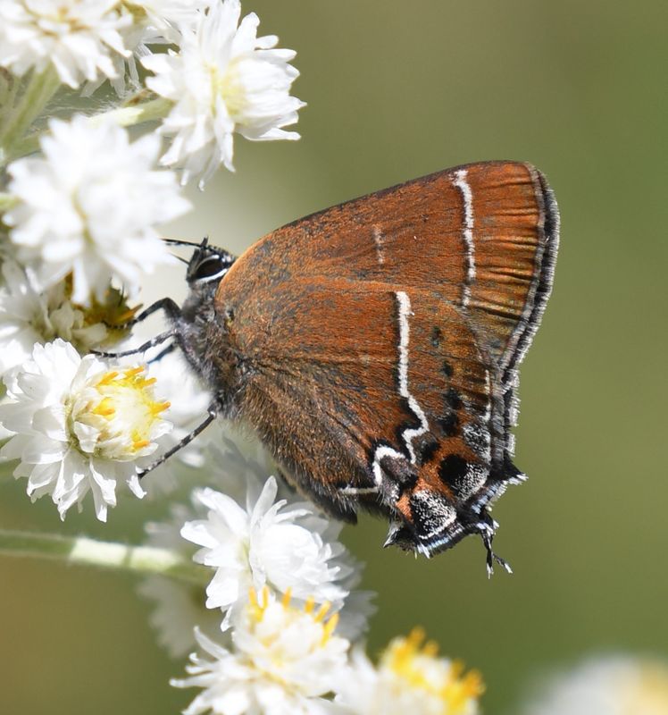 Thicket Hairstreak: Callophrys spinetorum