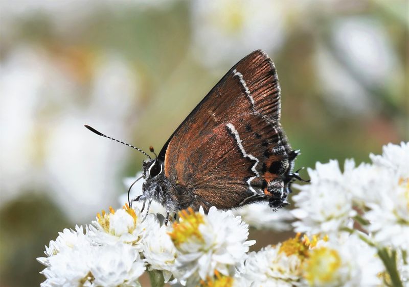 Thicket Hairstreak: Callophrys spinetorum
