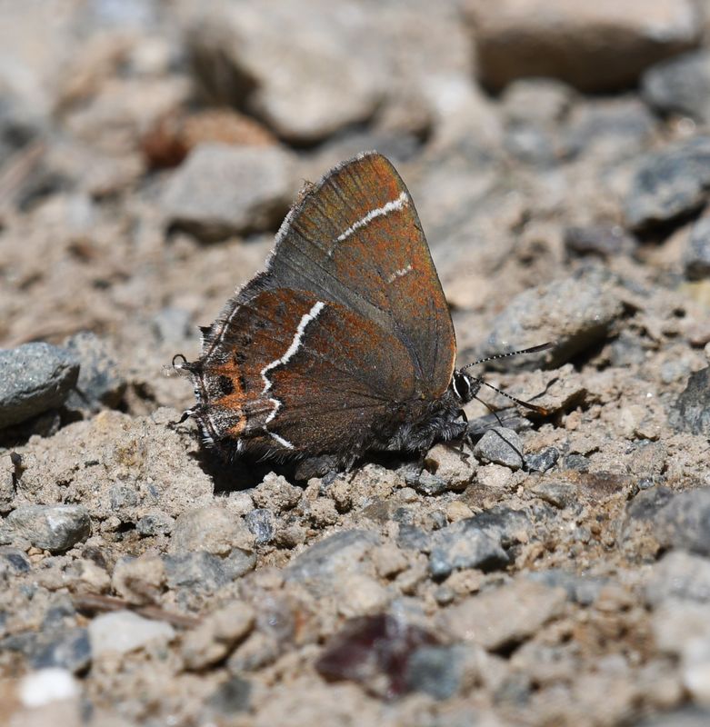 Thicket Hairstreak: Callophrys spinetorum