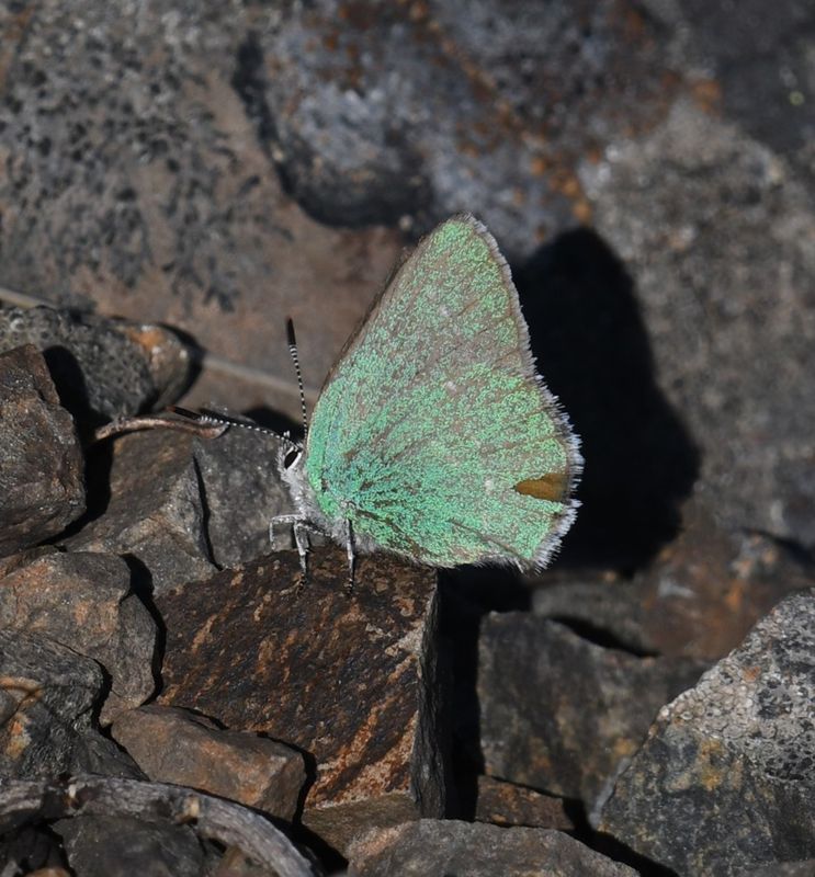 Western Green Elfin: Callophrys affinis