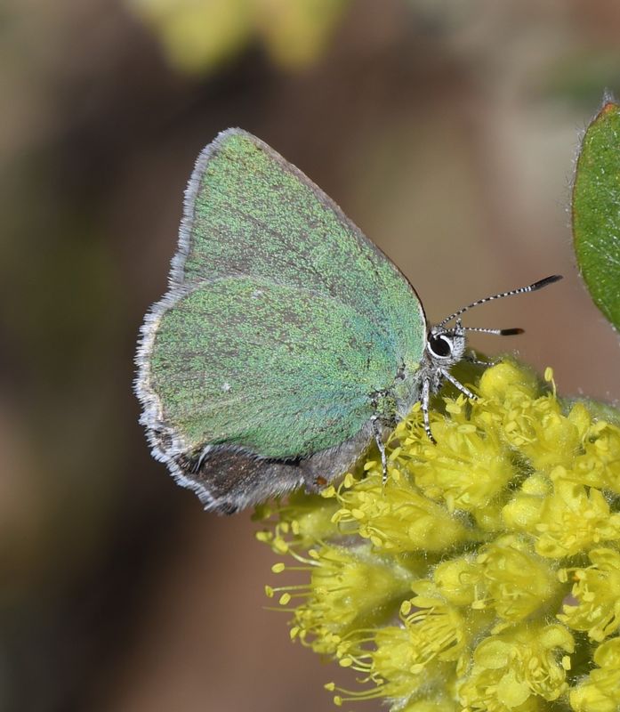 Western Green Elfin: Callophrys affinis