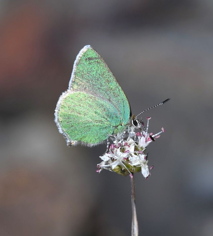 Western Green Elfin: Callophrys affinis