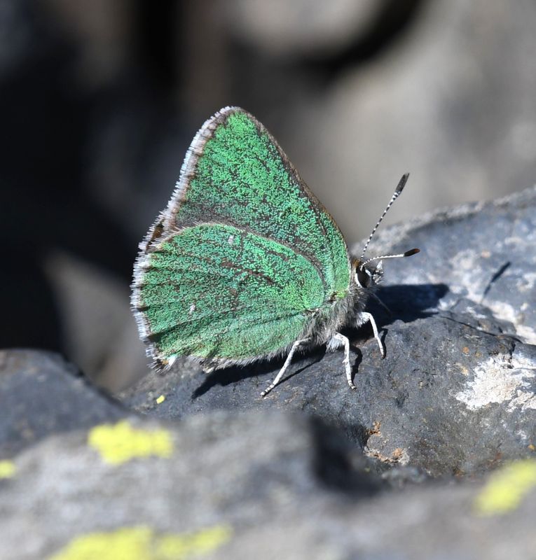 Western Green Elfin: Callophrys affinis
