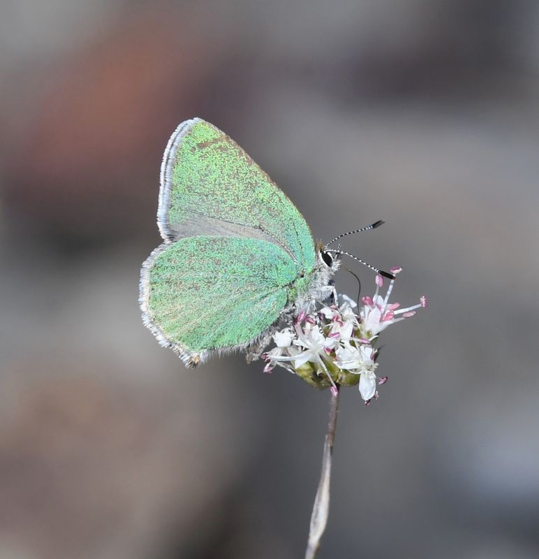 Western Green Elfin: Callophrys affinis