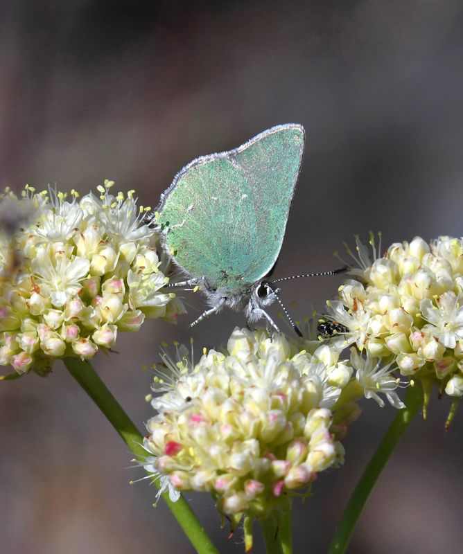 Western Green Elfin: Callophrys affinis