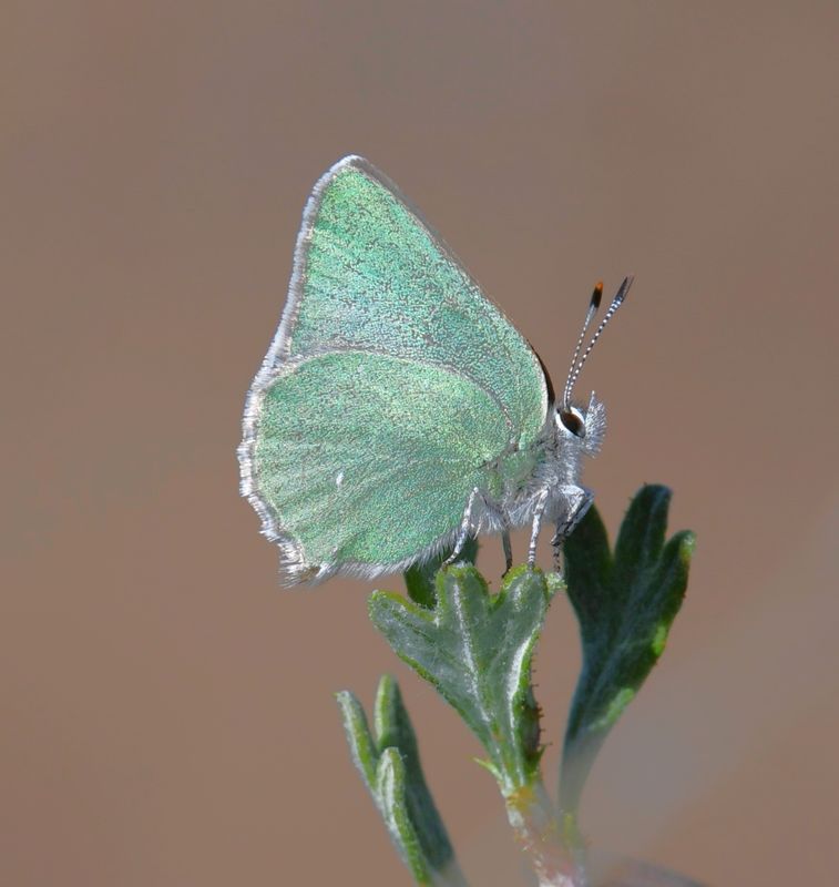 Western Green Elfin: Callophrys affinis