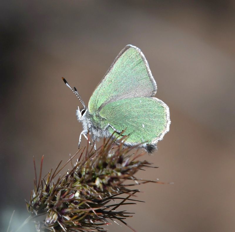 Western Green Elfin: Callophrys affinis