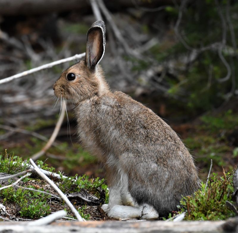 Hare, Snowshoe