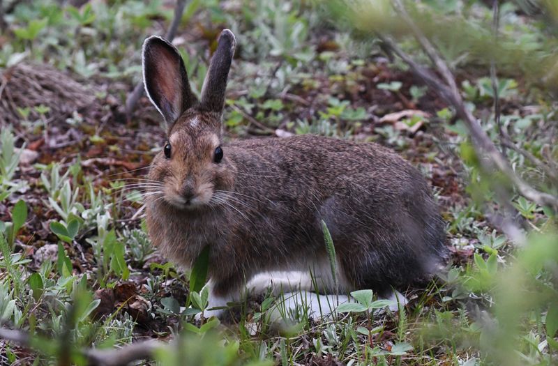 Snowshoe Hare