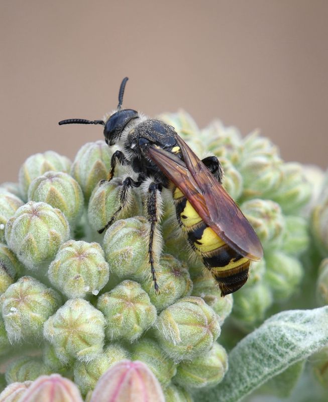 Hornet