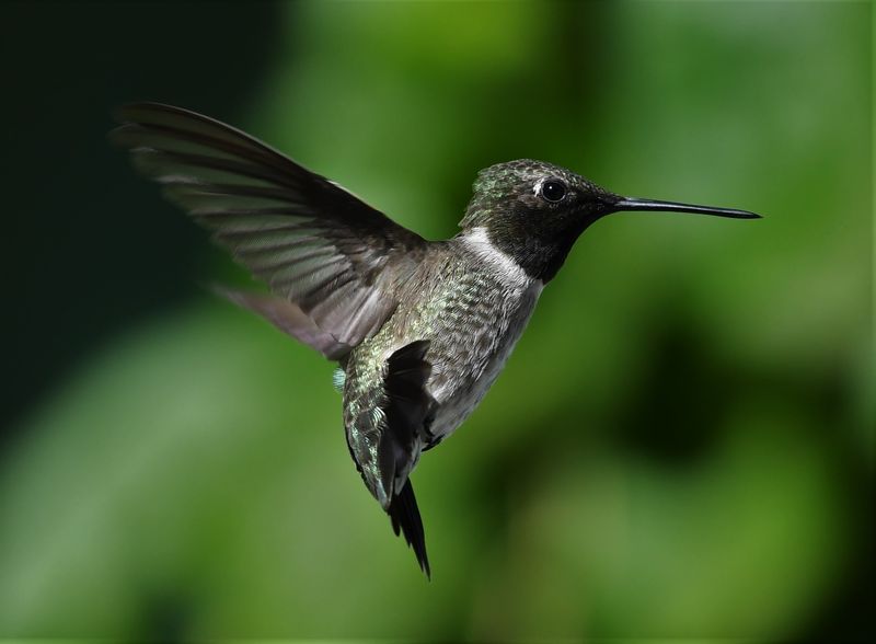 Black-chinned Hummingbird