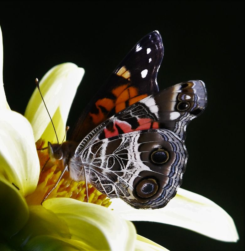 American Lady: Vanessa virginiensis