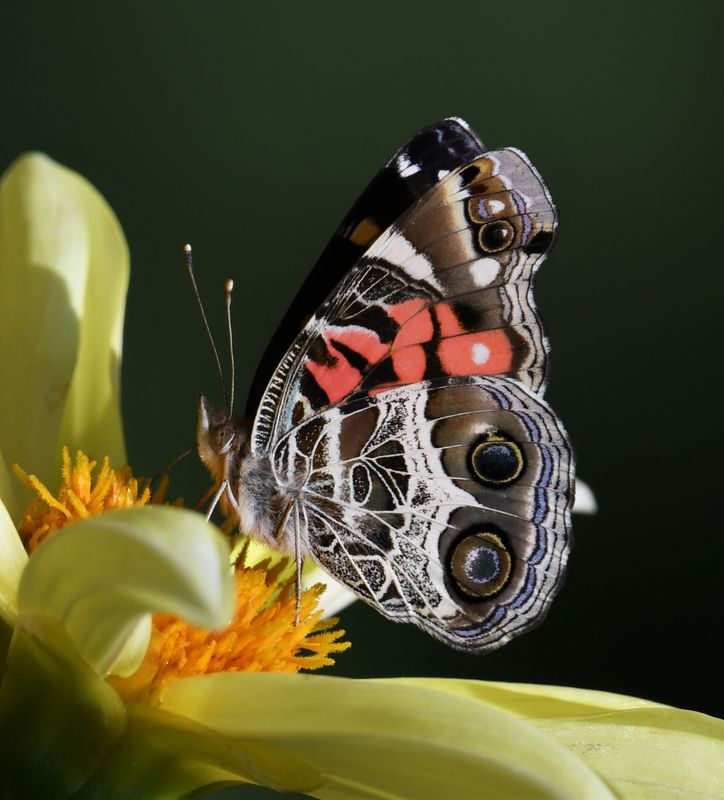 American Lady: Vanessa virginiensis