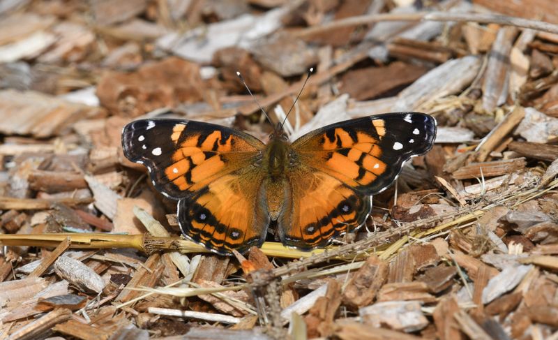 American Lady: Vanessa virginiensis
