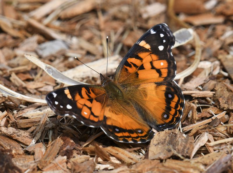 American Lady: Vanessa virginiensis