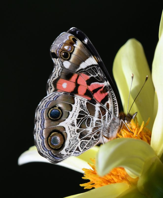 American Lady: Vanessa virginiensis