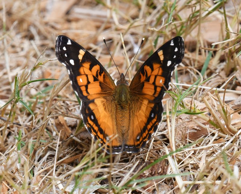 American Lady: Vanessa virginiensis