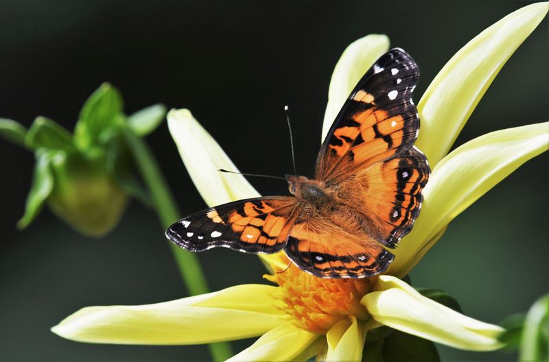American Lady: Vanessa virginiensis