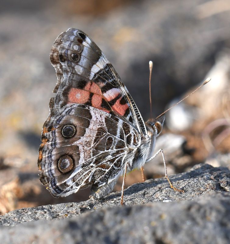 American Lady: Vanessa virginiensis